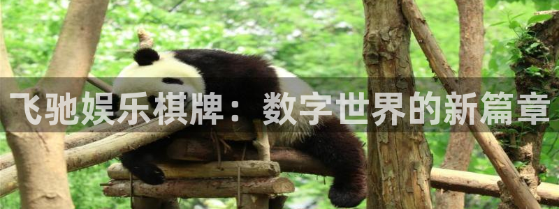 bg大游app：飞驰娱乐棋牌：数字世界的新篇章